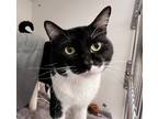 Adopt Chappy a Domestic Short Hair
