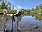 Adopt Quincy / Harvey a Labrador Retriever