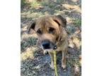 Adopt RUSTY a Mixed Breed