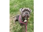 Adopt TOADSTOOL a Pit Bull Terrier