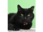 Adopt Kevin the III a Domestic Short Hair