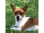 Adopt Roger a Jack Russell Terrier