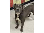 Adopt FOGGY a Pit Bull Terrier, Mixed Breed