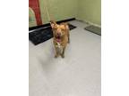 Adopt APEX a Pit Bull Terrier, Mixed Breed