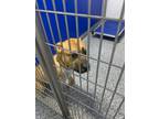 Adopt Hashbrown a Mixed Breed