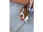 Adopt PEWTER CITY a Basset Hound, Pit Bull Terrier