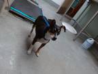 Adopt KASH a Rat Terrier, Mixed Breed