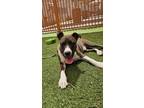 Adopt ATLAS a German Shepherd Dog, Pit Bull Terrier