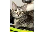 Adopt Eppers a Domestic Short Hair