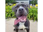 Adopt Blue Jay a Pit Bull Terrier