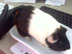 Adopt ASHER a Guinea Pig