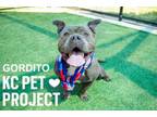 Adopt Gordito a Pit Bull Terrier, Mixed Breed