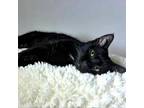 Adopt Tommy Tailgate a Domestic Short Hair