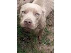 Adopt Starsky a American Staffordshire Terrier, Mixed Breed