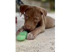 Adopt Rusty Randi Smith a Pit Bull Terrier, Labrador Retriever