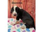 Adopt Bazooka a Labrador Retriever