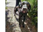 Adopt Subwoofer a Black Labrador Retriever