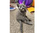 River, Domestic Shorthair For Adoption In Lewistown, Pennsylvania