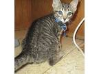 Lil' Shooter, Tabby For Adoption In Mooresville, North Carolina