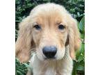 Golden Retriever Puppy for sale in Mishawaka, IN, USA