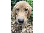 Golden Retriever Puppy for sale in Mishawaka, IN, USA