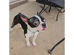 Sargeant Bosco Ky3903, Boston Terrier For Adoption In Maryville, Tennessee