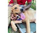 Lady, Border Terrier For Adoption In Alexandria, Virginia