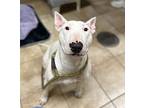 Chinook (mcas), Bull Terrier For Adoption In Troutdale, Oregon