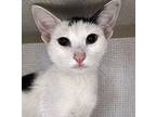 Dina, Domestic Shorthair For Adoption In West Palm Beach, Florida