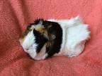 Fede, Guinea Pig For Adoption In Imperial Beach, California