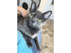 Adopt Polly: Polydactyl (FCID# 06/05/2024 - 94 Trainer) a Extra-Toes Cat /