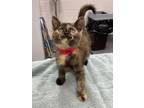 Adopt ROLLY a Domestic Short Hair