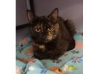 Adopt Frazzle a Domestic Short Hair