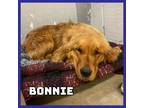 Adopt Bonnie a Golden Retriever