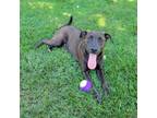 Adopt Karma FC Amy B a Chocolate Labrador Retriever, Pit Bull Terrier