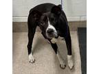 Adopt Skelley a Pit Bull Terrier