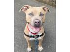 Adopt NUVIA a Pit Bull Terrier, Mixed Breed