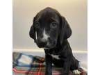 Adopt Shaylee a Labrador Retriever, Coonhound