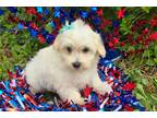 Coton de Tulear Puppy for sale in Springfield, MO, USA