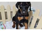 Doberman Pinscher Puppy for sale in Joplin, MO, USA