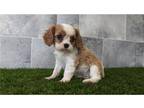 Cavalier King Charles Spaniel Puppy for sale in Fort Wayne, IN, USA