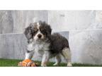 Cavapoo Puppy for sale in Fort Wayne, IN, USA