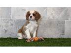 Cavalier King Charles Spaniel Puppy for sale in Fort Wayne, IN, USA