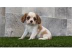 Cavalier King Charles Spaniel Puppy for sale in Fort Wayne, IN, USA