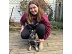 Experienced Pet Sitter in New Hamburg, Ontario - Trustworthy & Affordable Care