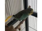 Adopt PILOT a Parakeet (Other)