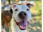 Adopt TOKYO* a Pit Bull Terrier, Mixed Breed