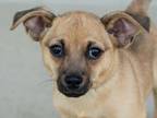 Adopt Lefty a Mixed Breed