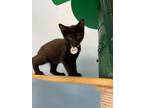 Adopt Morty a Domestic Short Hair