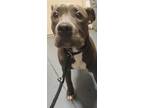 Adopt 24-06-1995 Kyle a Pit Bull Terrier